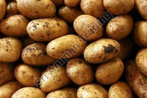 Organic Brown Potato, Shelf Life : 10 Days