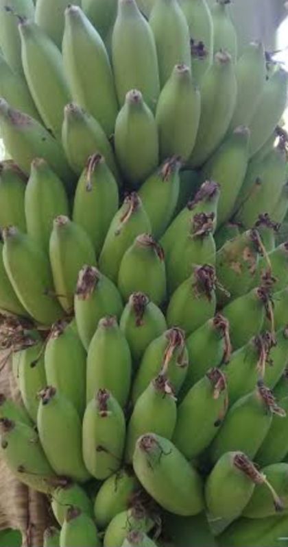 Natural Organic Elaichi Banana, Style : Fresh