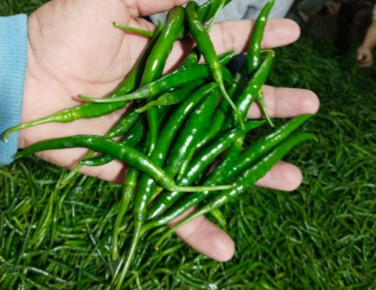 Green Chili, For Hotels, Packaging Size : Loose