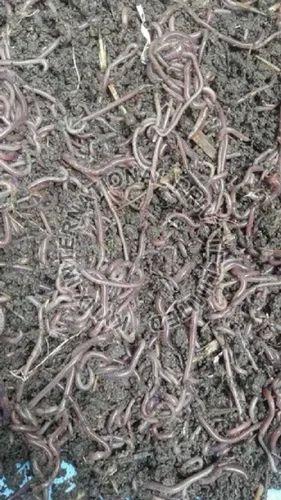 Brown Live Earthworms For Composting, Packaging Type : Loose