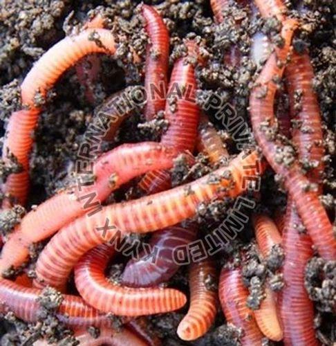 Red Wiggler Tiger Worm Live Earthworm