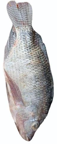Frozen Tilapia Fish