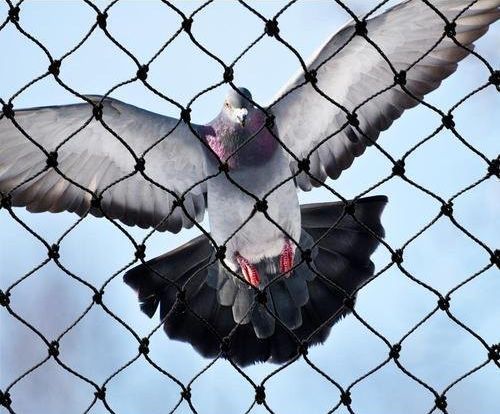 Black Polymer Nylon Pigeon Protection Net, for Safety Use