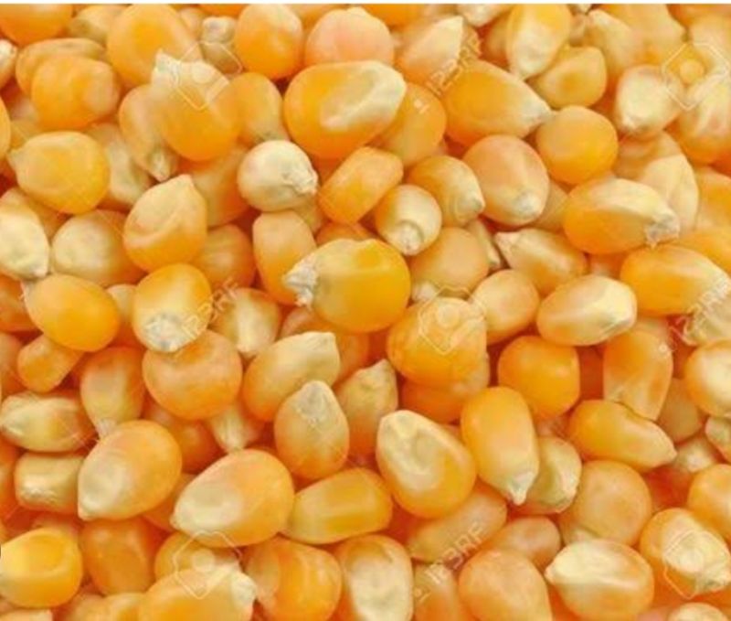 Maize seeds, Packaging Type : PP Bag