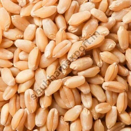 Creamy Natural Wheat Grain, for Cooking, Packaging Type : Gunny Bag