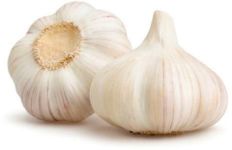 fresh garlic