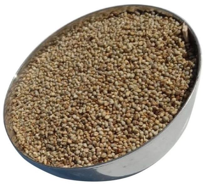 Pearl Millet Cattle Feed