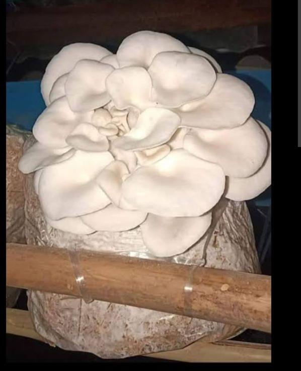 Creamy Whole Fresh Oyster Mushroom
