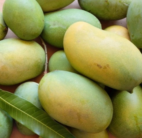 Natural Fresh Amrapali Mango, Packaging Size : 1kg, 5 Kg, 25 kg
