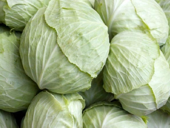 Fresh Cabbage