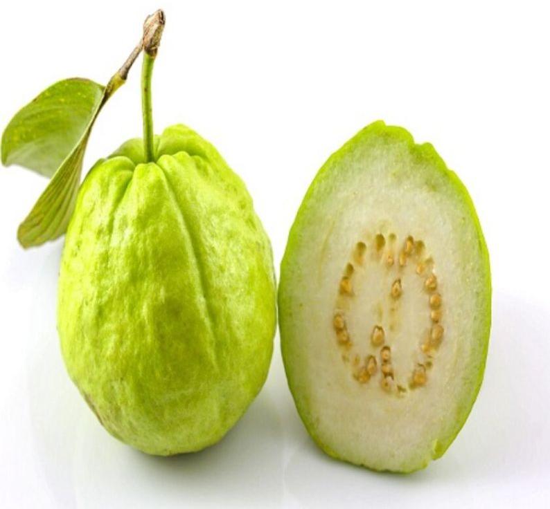Green Natural Fresh Guava, for Human Consumption, Packaging Size : 25kg