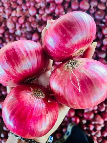 Fresh Red Onion, for Cooking, Shelf Life : 15 Day