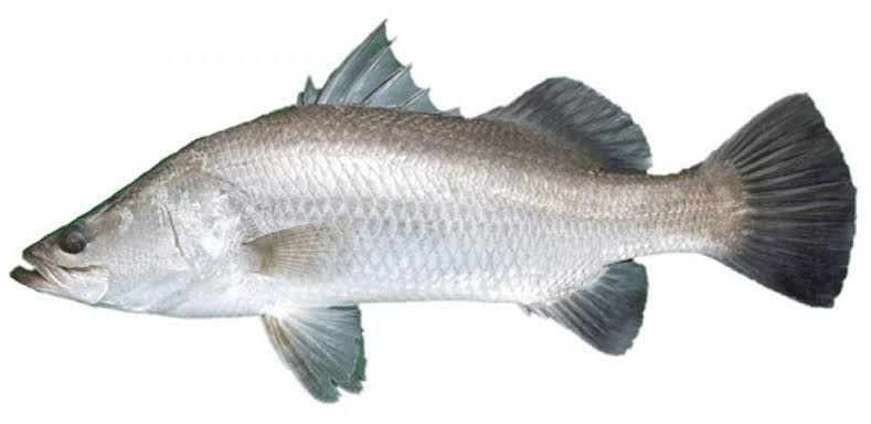 Fresh Goraka Fish, for Restaurants, Packaging Type : PP Bag