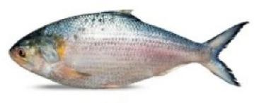 Fresh Meena Fish, for Restaurants, Packaging Type : PP Bag