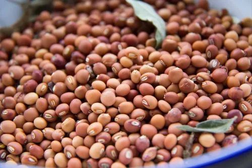 Red Natural Pigeon Pea Seeds, for Human Consumption, Food Industry, Packaging Type : PP Bag