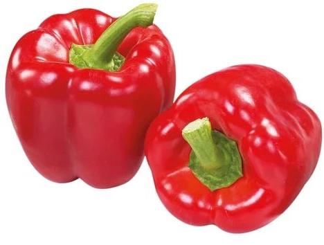 Fresh Red Capsicum, for Cooking, Packaging Type : Bag