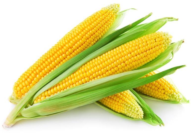 Sweet Corn, Quality Available : A Grade