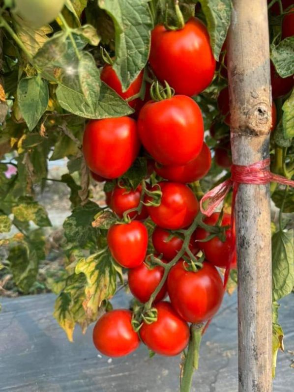 Hybrid Tomato Seeds, For Agriculture, Packaging Size : 25kg at Rs 900 / ...