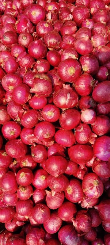 Fresh onion, for Human Consumption, Packaging Size : 50 Kg