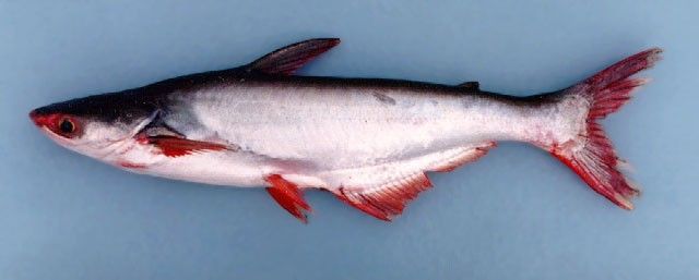 Pangasius fish, Length : 10 TO 15 INCH