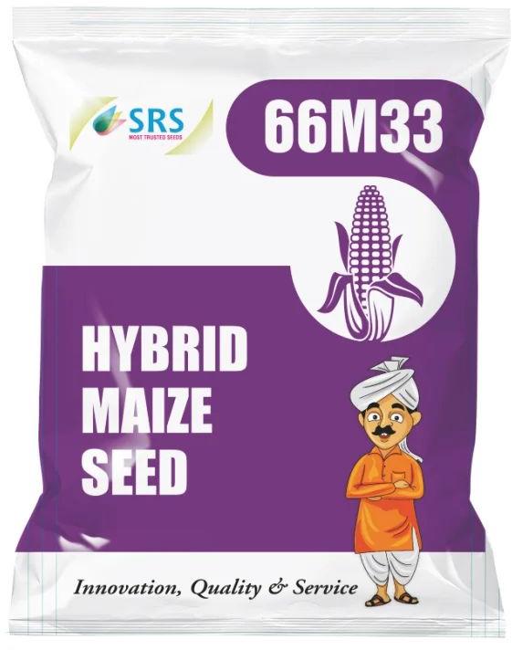 66M33 Hybrid Maize Seeds