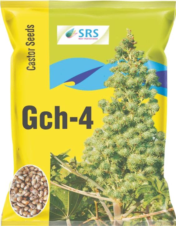 SRS GCH-4 Castor Seeds, Style : Hybrid