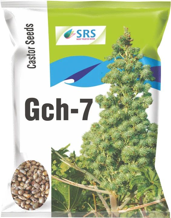 SRS GCH-7 Castor Seeds, Style : Hybrid