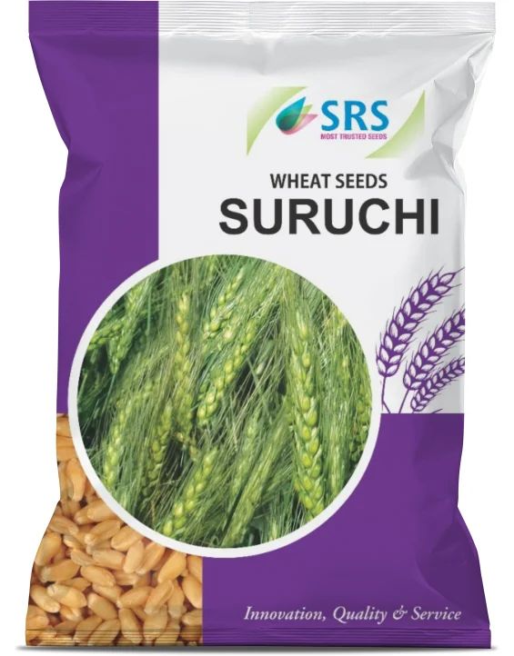 SRS Suruchi Wheat Seeds, Shelf Life : 3months