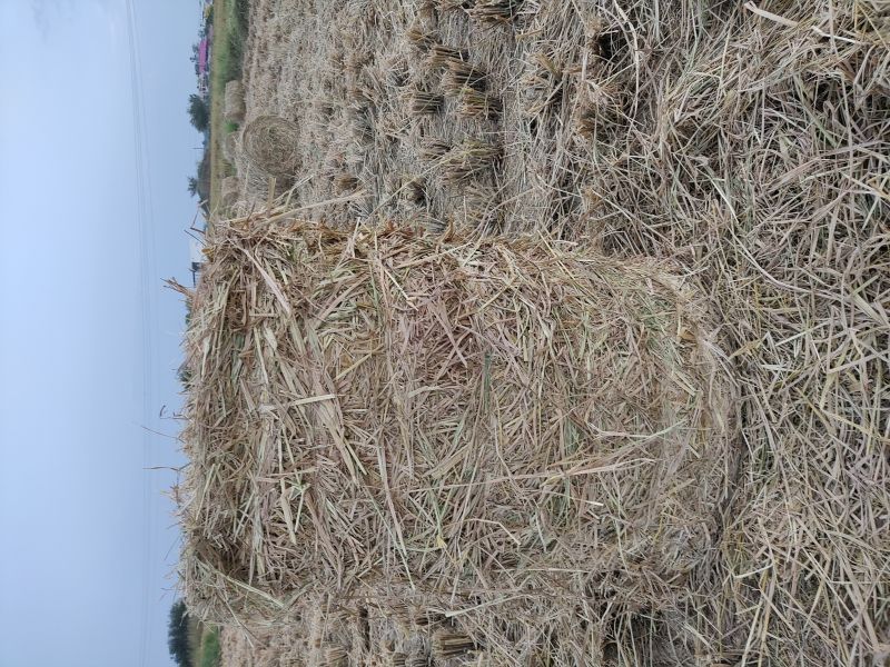 Paddy Straw Bales, Size : 3*2.50