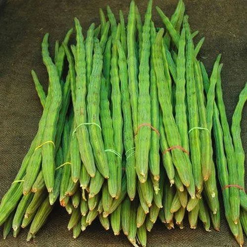 Green India Organic A Grade Drumstick, for Cooking, Style : Fresh