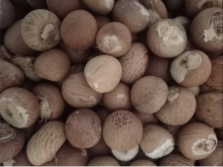 Natural dry areca nut, Packaging Type : Bag
