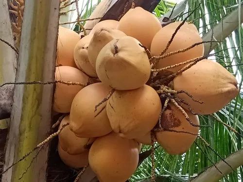 Natural Orange Tender Coconut, Packaging Type : Bag