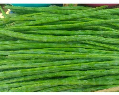 Green Organic Fresh Drumstick, for Cooking, Packaging Type : Bag