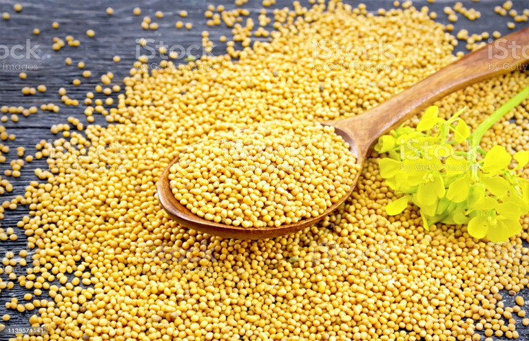Non Sortex Yellow Mustard Seeds, for Cooking, Shelf Life : 6 Month