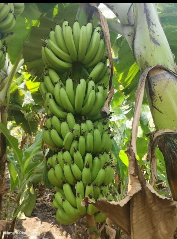 fresh cavendish bananas