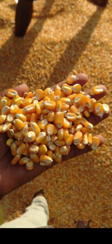 Yellow Maize, For Animal Feed, Cattle Feed, Food Grade Powder