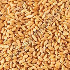 Wheat Seeds, for Human Consumption, Certification : FSSAI