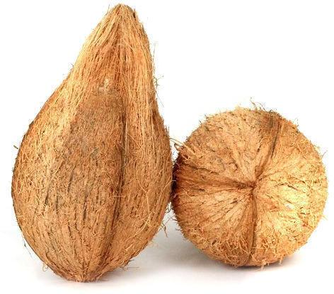 Brown Organic Semi Husked Hard Pollachi Coconut, for Pooja, Medicines