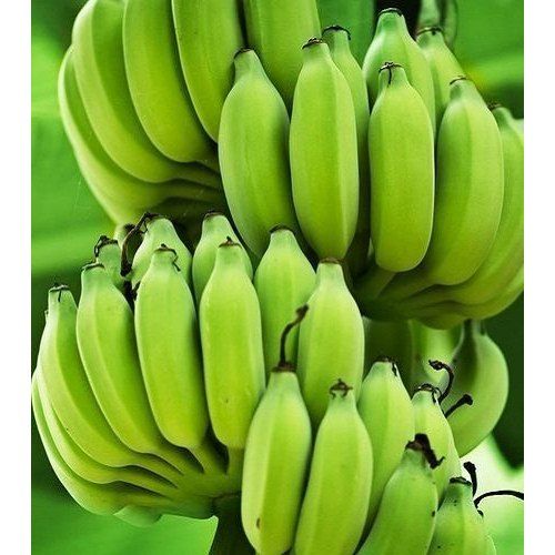 Whole Organic Raw Green Banana, for Food Processing, Variety : Cavendish