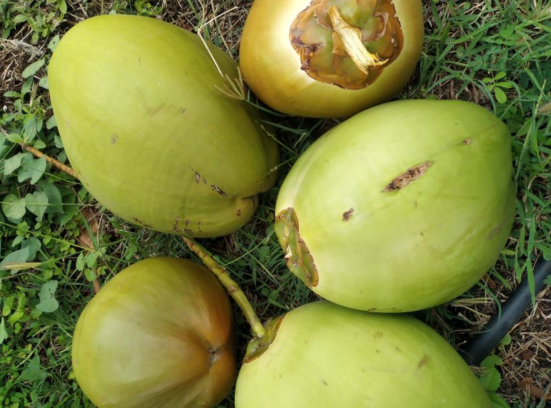 Unbranded Green Tender Coconut