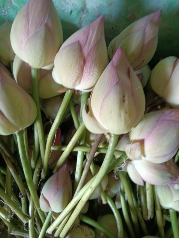 Pink Natural Lotus Flower Kamal, For Decorative, Shelf Life : 7days
