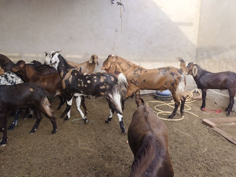 Sirohi Brown Bakara Eid Goat, For Farming, Gender : Mel