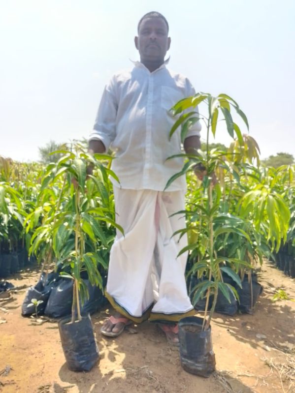 Gk Nursery Mango Plant, Weight : 5kg