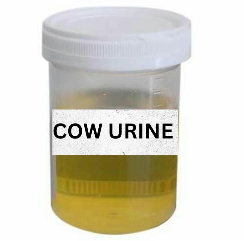 Pale yellow PROBHURAM Liquid Cow Urine, for Religious Use, Purity : 99%