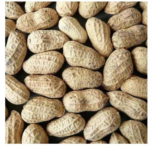 Ground Nut, Packaging Size : 25 Kg, 50 Kg