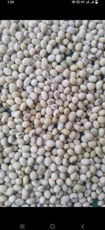 Common Soyabean, Packaging Type : PP Bags, Vacuum Pack