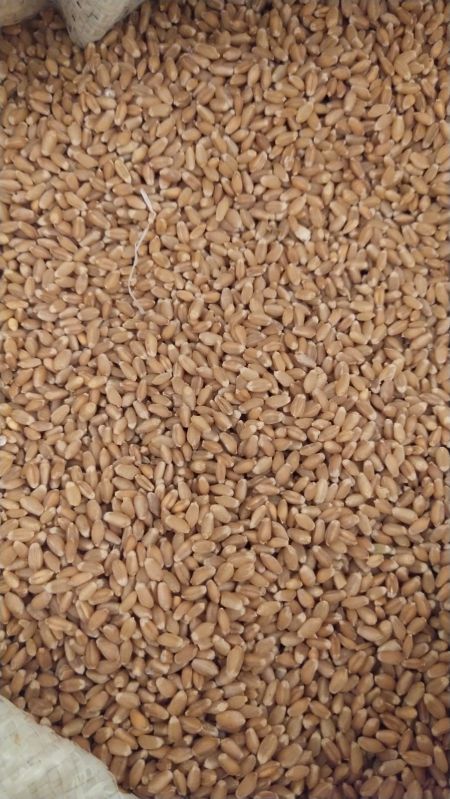 Natural desi red wheat, for Making Bread, Cooking, Cookies, Bakery Products