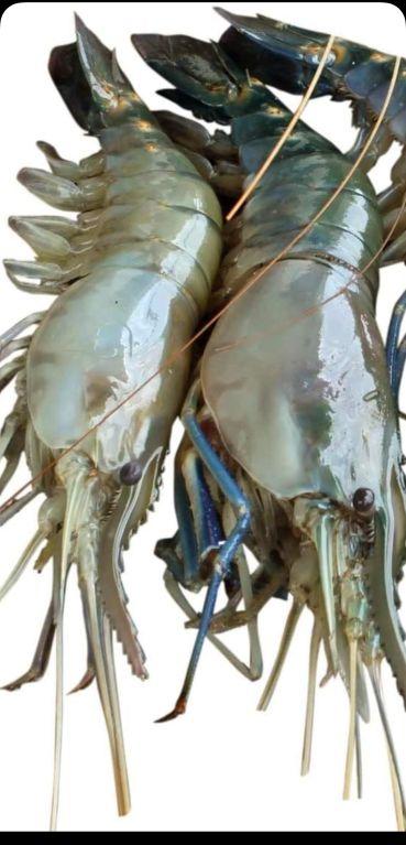 Woven Polypropylene (wpp) Striped Big Size Tiger Prawns, For Packaging, Industrial, Closure Type : Sewn Top