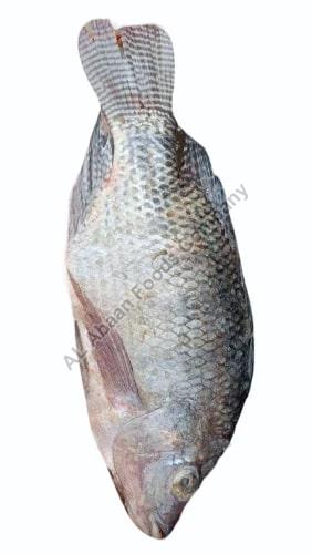 Silver Frozen Tilapia Fish, for Cooking, Style : Preserved