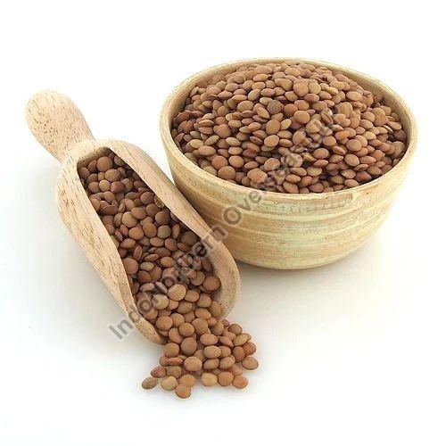 Natural Brown Masoor Dal, for Human Consumption, Feature : Nutritious, Healthy To Eat